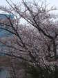 cerezo01.JPG