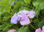 DSCF1616.JPG
