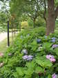 DSCF1627.JPG
