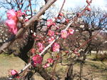 DSCF2010.JPG