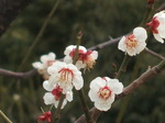 DSCF2029.JPG